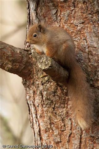 Red Squirrels in Wilkies Wood