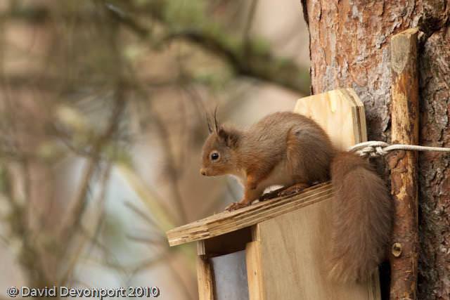 Red Squirrels in Wilkies Wood