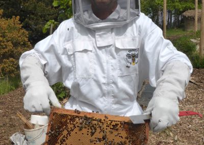 FHT Bees 2016 – Photo Gallery